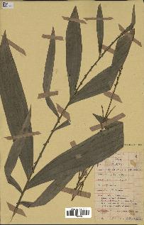 spécimen de Laccosperma opacum