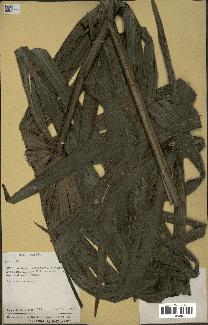 spécimen de Mauritia sp.