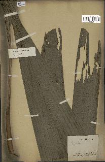 spécimen de Areca sp.