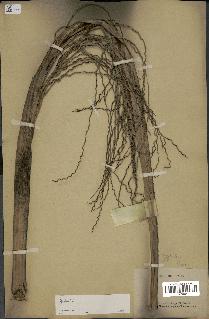 spécimen de Areca sp.