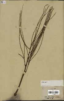 spécimen de Heterospathe sp.