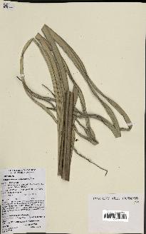 spécimen de Attalea camopiensis