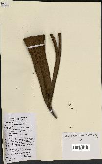 spécimen de Attalea camopiensis