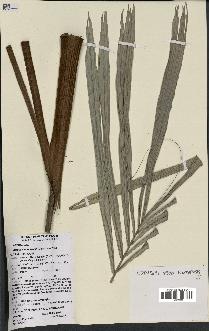 spécimen de Attalea camopiensis