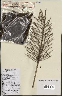 spécimen de Attalea camopiensis