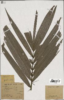 spécimen de Sabal palmetto