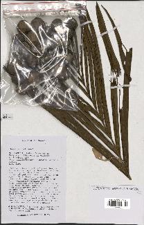 spécimen de Lemurophoenix indet.