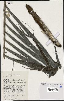 spécimen de Dypsis lutescens