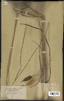 spécimen de Typha stenophylla