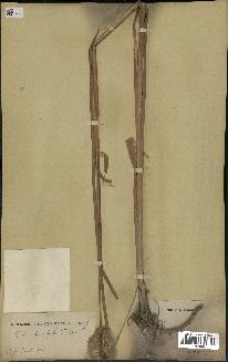 spécimen de Typha stenophylla