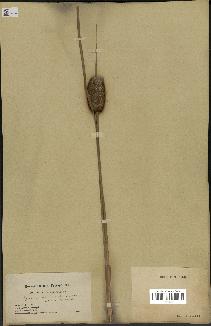 spécimen de Typha stenophylla