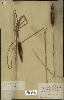spécimen de Typha shuttleworthii
