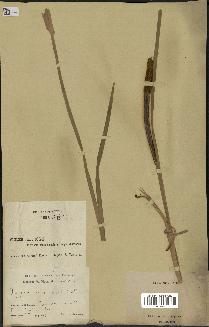 spécimen de Typha shuttleworthii