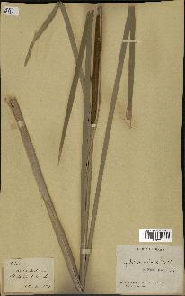 spécimen de Typha shuttleworthii