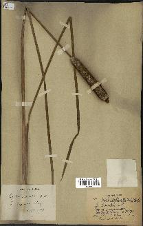 spécimen de Typha shuttleworthii