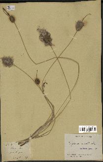 spécimen de Typha minima
