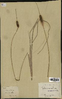 spécimen de Typha minima