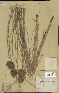 spécimen de Typha minima