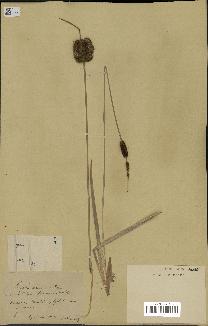 spécimen de Typha minima