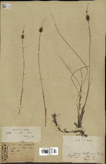 spécimen de Typha minima