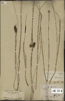 spécimen de Typha minima