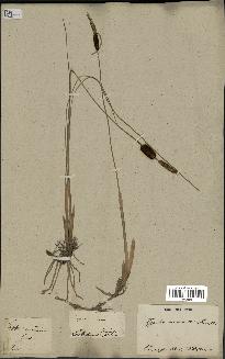 spécimen de Typha minima