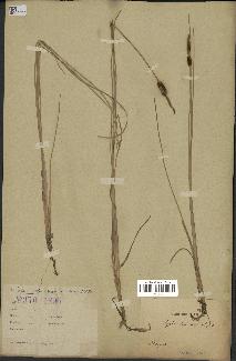 spécimen de Typha laxmannii
