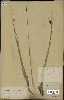 spécimen de Typha laxmannii