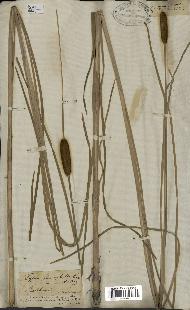 spécimen de Typha laxmannii