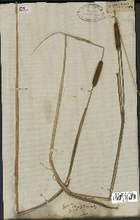 spécimen de Typha laxmannii