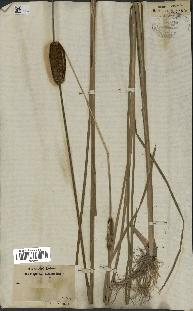 spécimen de Typha laxmannii