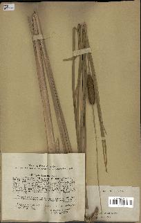 spécimen de Typha laxmannii