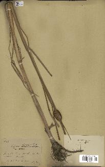 spécimen de Typha laxmannii