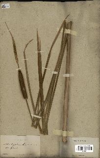 spécimen de Typha laxmannii