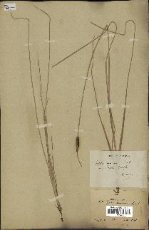 spécimen de Typha laxmannii