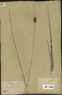 spécimen de Typha laxmannii
