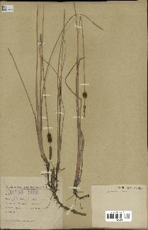 spécimen de Typha laxmannii