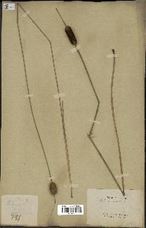 spécimen de Typha laxmannii