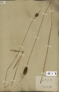 spécimen de Typha laxmannii