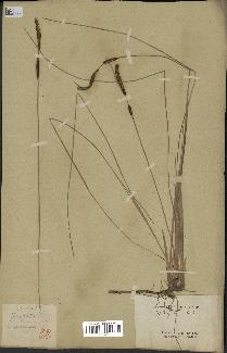spécimen de Typha laxmannii
