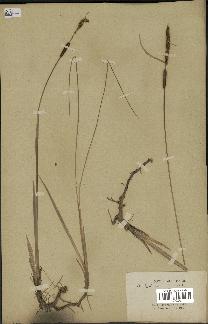 spécimen de Typha laxmannii
