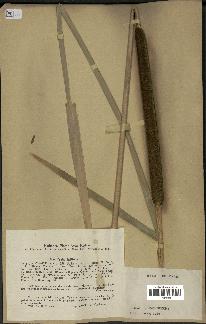 spécimen de Typha latifolia