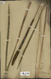 spécimen de Typha latifolia