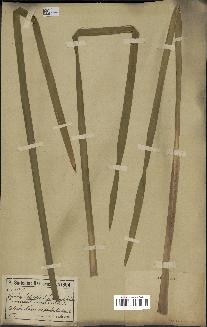 spécimen de Typha latifolia