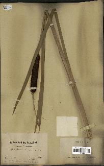 spécimen de Typha latifolia
