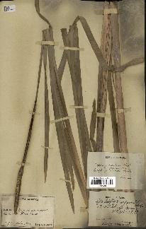 spécimen de Typha latifolia