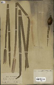 spécimen de Typha latifolia