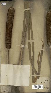 spécimen de Typha latifolia
