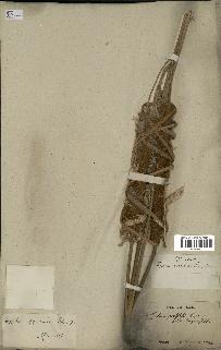 spécimen de Typha javanica