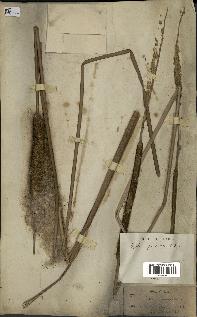 spécimen de Typha javanica